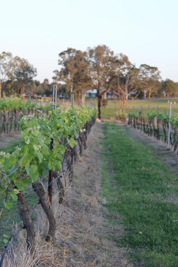 Blueberry Hill Vineyard Stay روثبري المظهر الخارجي الصورة