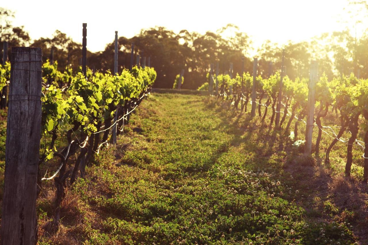 Blueberry Hill Vineyard Stay روثبري المظهر الخارجي الصورة