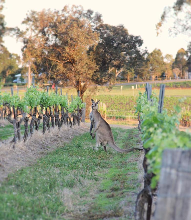 Blueberry Hill Vineyard Stay روثبري المظهر الخارجي الصورة